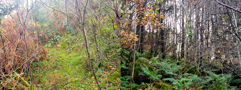Coed Salusbury